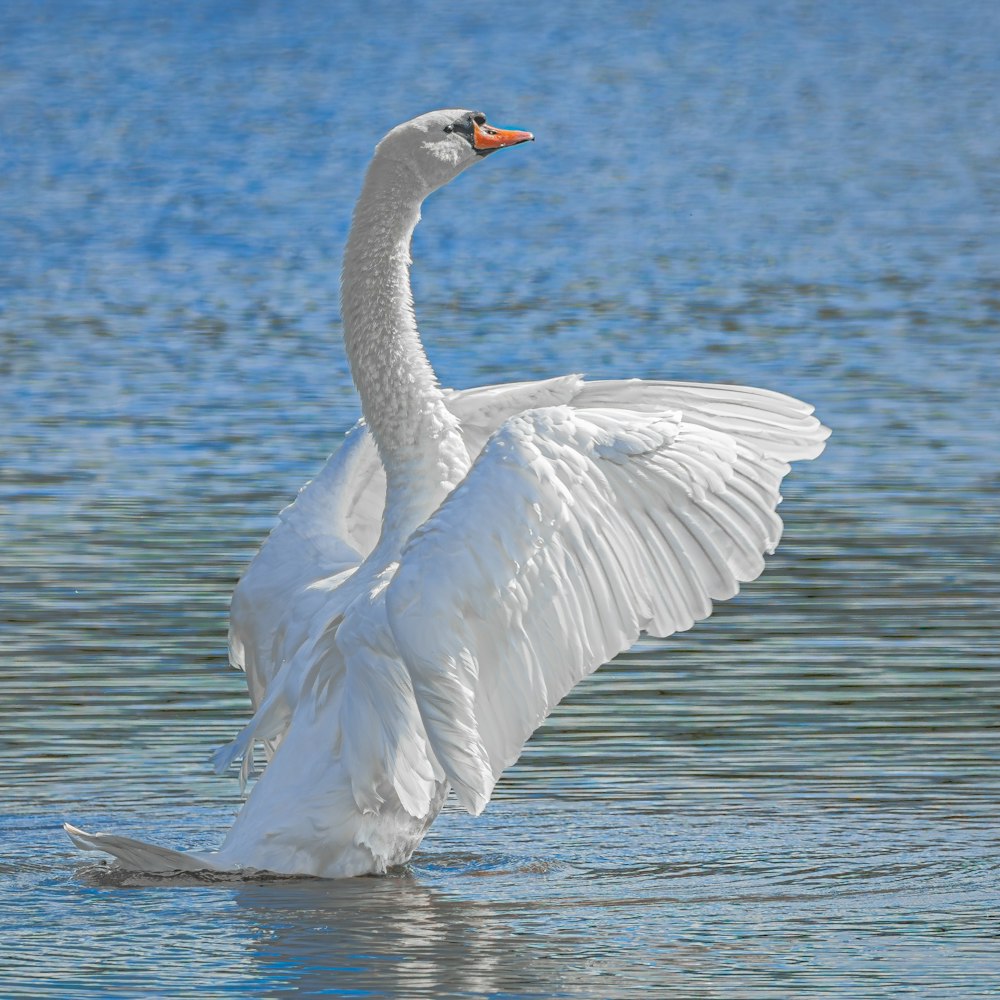 a white swan flaps its wings in the water