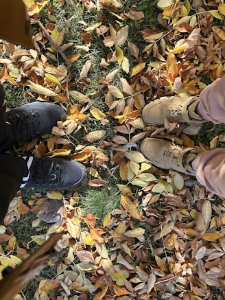 Two pairs of shoes on a ground covered with fallen autumn leaves. The shoes are in black and tan colors, surrounded by leaves in shades of yellow, orange, and brown, with patches of green grass visible.