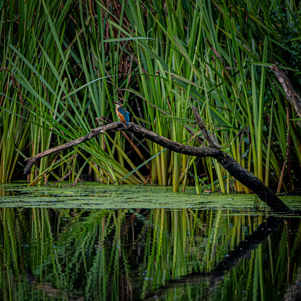 a bird sitting on a branch in the water