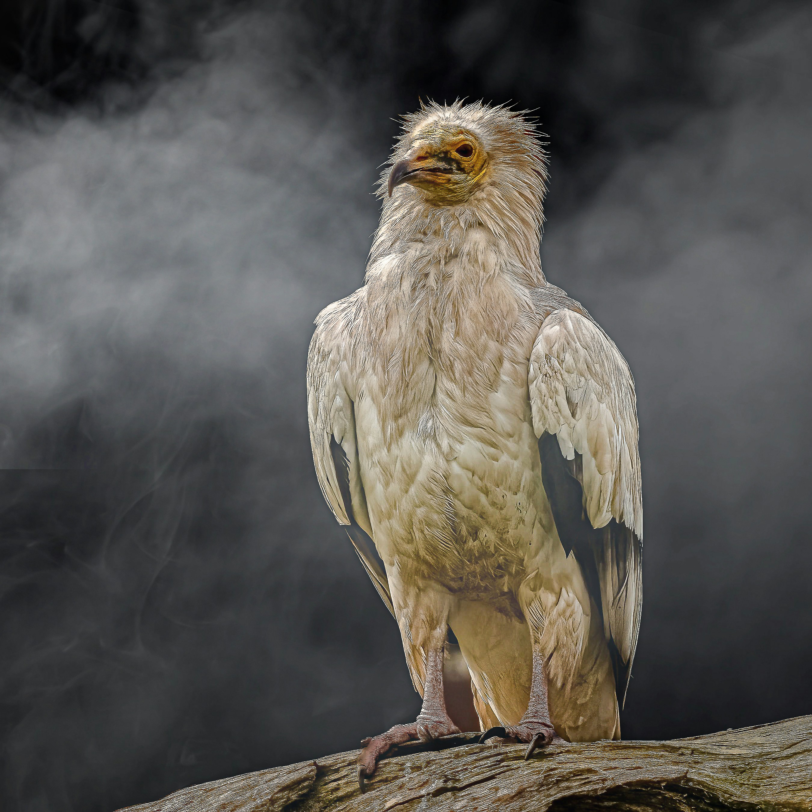Un gran pájaro blanco sentado en la cima de la rama de un árbol