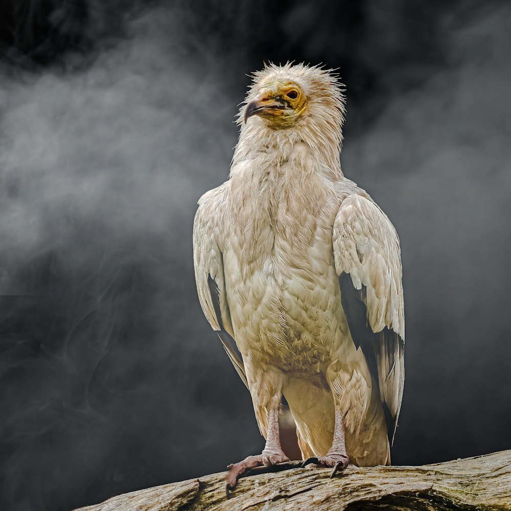 a large white bird sitting on top of a tree branch