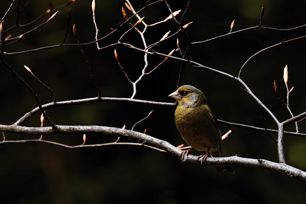 a small bird perched on a tree branch