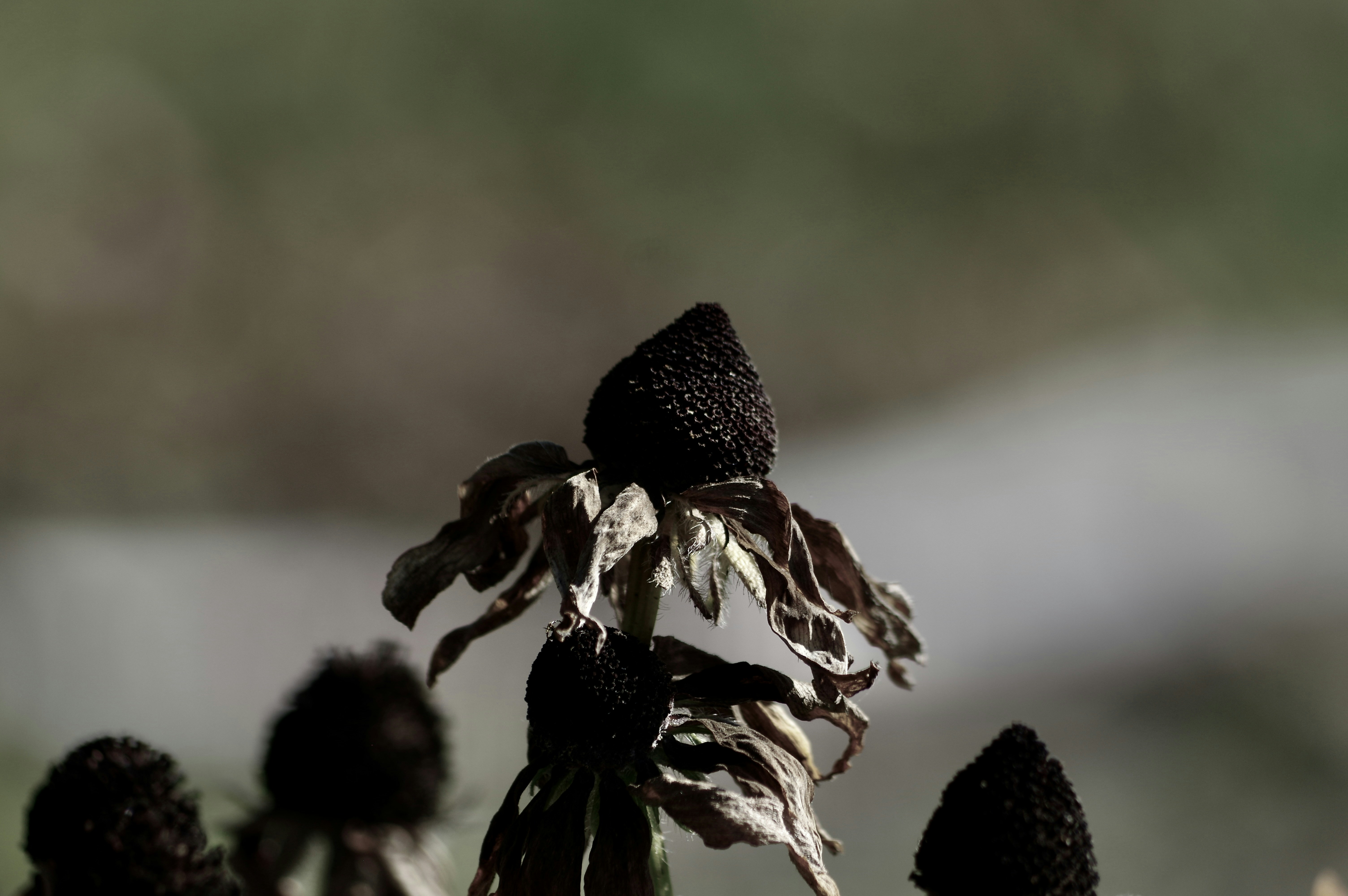 photo-1695490750869-d9d68cf7d929?ixid=M3wxMjA3fDB8MXxzZWFyY2h8OHx8dHJ1ZmFzJTIwbmVncmFzJTIwbWVsYW5vc3BvcnVtJTIwZnJlc2Nhc3xlbnwwfHx8fDE3NDY5MDE3Njd8MA\u0026ixlib=rb-4.1.0