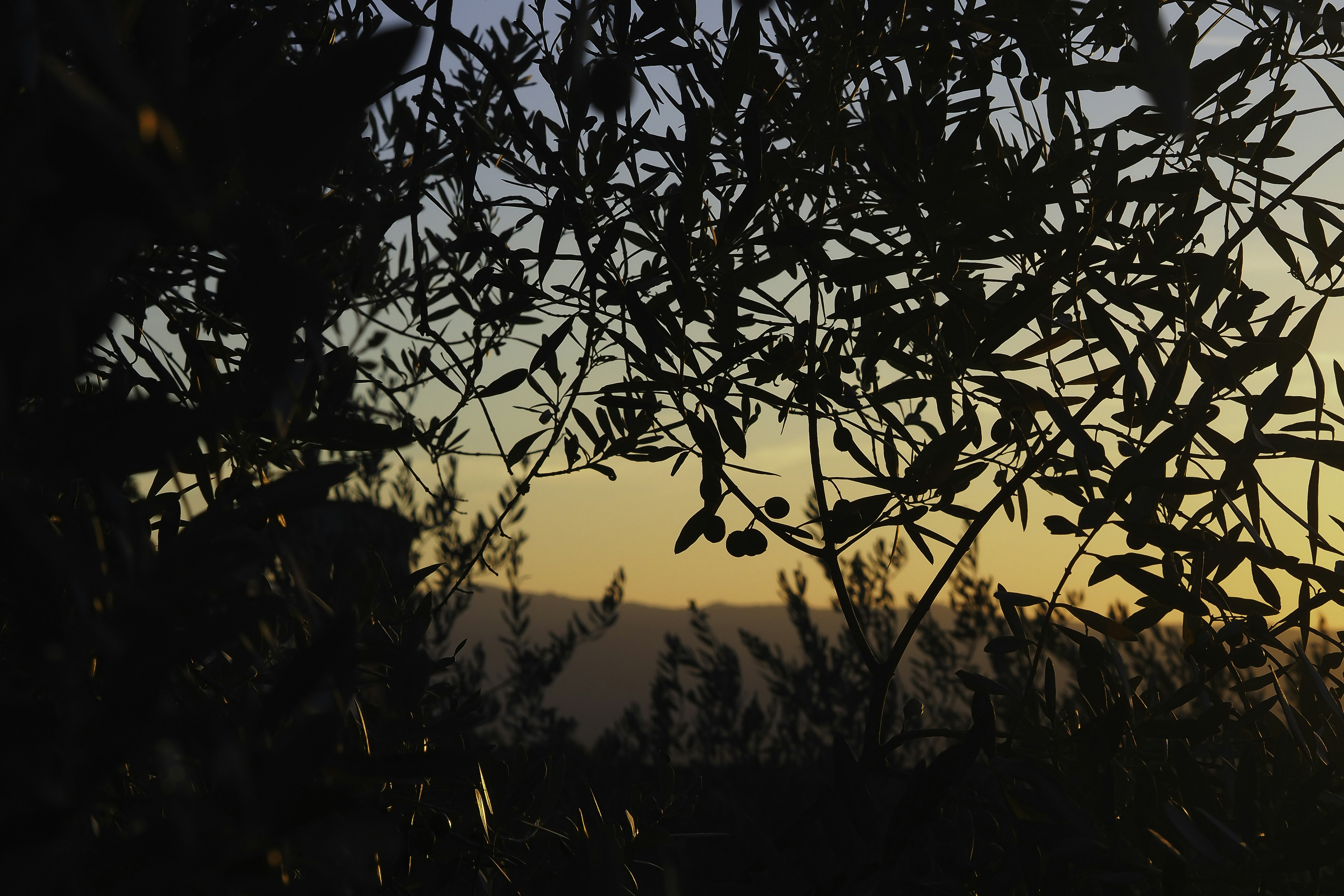 Photo by laurachouette