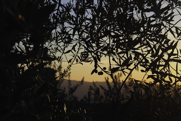 A serene evening silhouette of an olive tree against a softly glowing charcoal horizon.