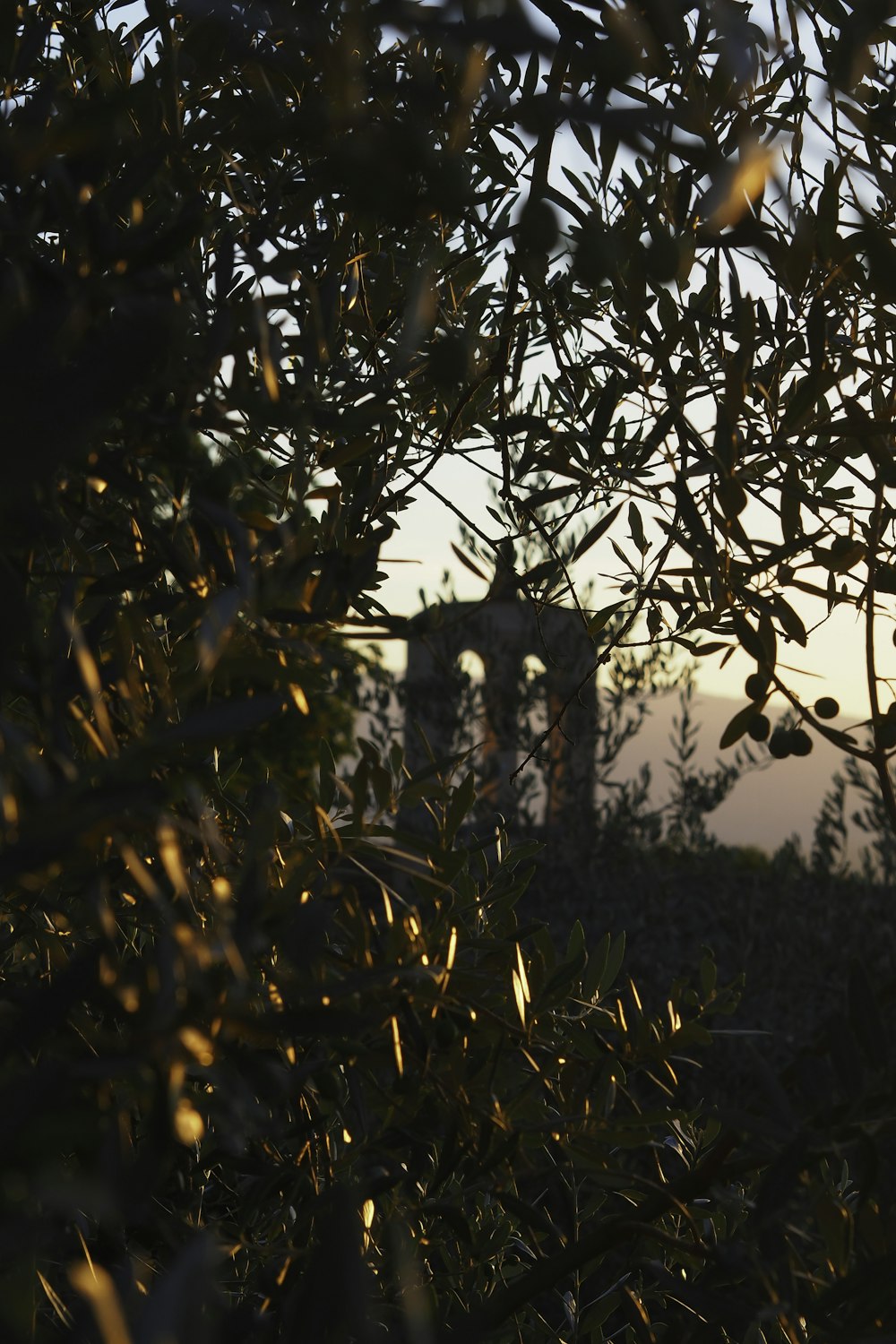 a giraffe standing in the middle of a forest