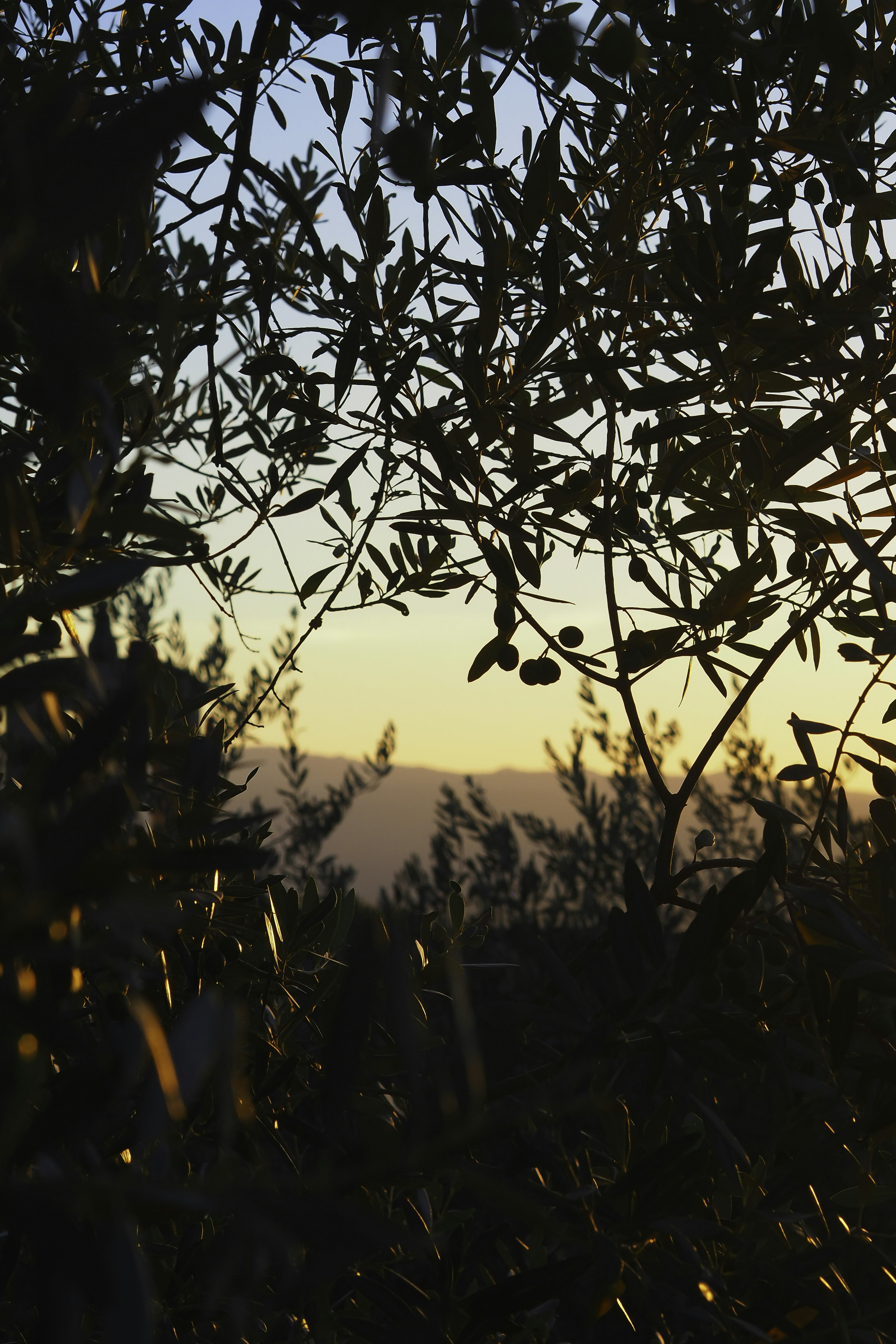 Photo by laurachouette