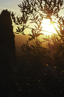 A wide cinematic shot of olive trees glowing under the golden Mediterranean sunset.
