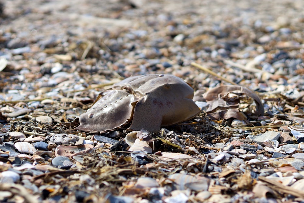 a shell on the ground covered in shells
