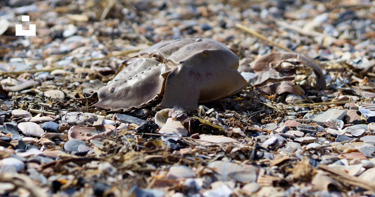 A shell on the ground covered in shells photo – Free Animal Image on ...