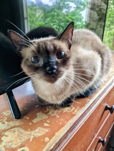 A curious Siamese kitten with striking blue eyes exploring a sunlit windowsill.