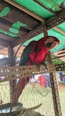 A brightly colored red parrot with green and blue highlights on its wings is perched inside a metal and mesh enclosure. The background includes an outdoor setting with some clothes hanging on a line.