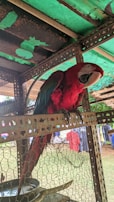 A brightly colored red parrot with green and blue highlights on its wings is perched inside a metal and mesh enclosure. The background includes an outdoor setting with some clothes hanging on a line.