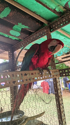 A brightly colored red parrot with green and blue highlights on its wings is perched inside a metal and mesh enclosure. The background includes an outdoor setting with some clothes hanging on a line.