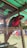 A brightly colored red parrot with green and blue highlights on its wings is perched inside a metal and mesh enclosure. The background includes an outdoor setting with some clothes hanging on a line.
