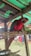 A brightly colored red parrot with green and blue highlights on its wings is perched inside a metal and mesh enclosure. The background includes an outdoor setting with some clothes hanging on a line.