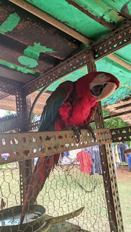 A brightly colored red parrot with green and blue highlights on its wings is perched inside a metal and mesh enclosure. The background includes an outdoor setting with some clothes hanging on a line.