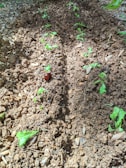 Several small green seedlings are planted in rows amidst brown, textured soil. The ground appears freshly turned, with bits of organic material visible. Sunlight casts shadows over the soil, adding depth to the texture.