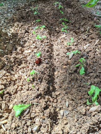 Several small green seedlings are planted in rows amidst brown, textured soil. The ground appears freshly turned, with bits of organic material visible. Sunlight casts shadows over the soil, adding depth to the texture.