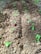 Several small green seedlings are planted in rows amidst brown, textured soil. The ground appears freshly turned, with bits of organic material visible. Sunlight casts shadows over the soil, adding depth to the texture.