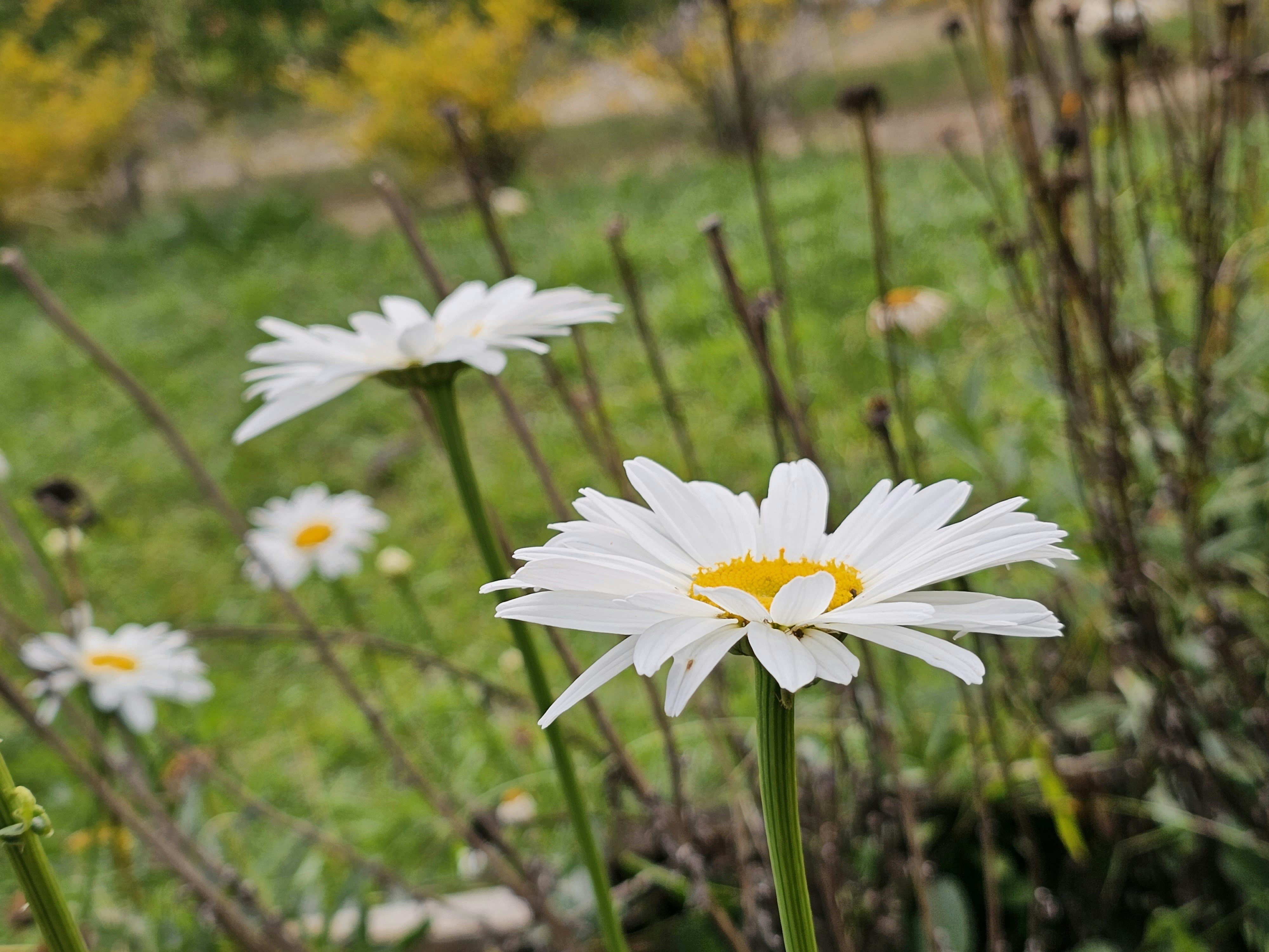 Photo by yersoncrespo