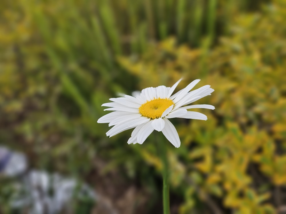 a close up of a single white flower