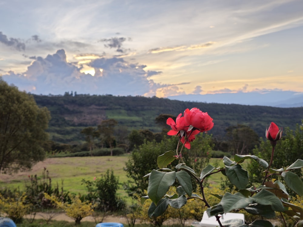 a red rose in the foreground with a mountain in the background