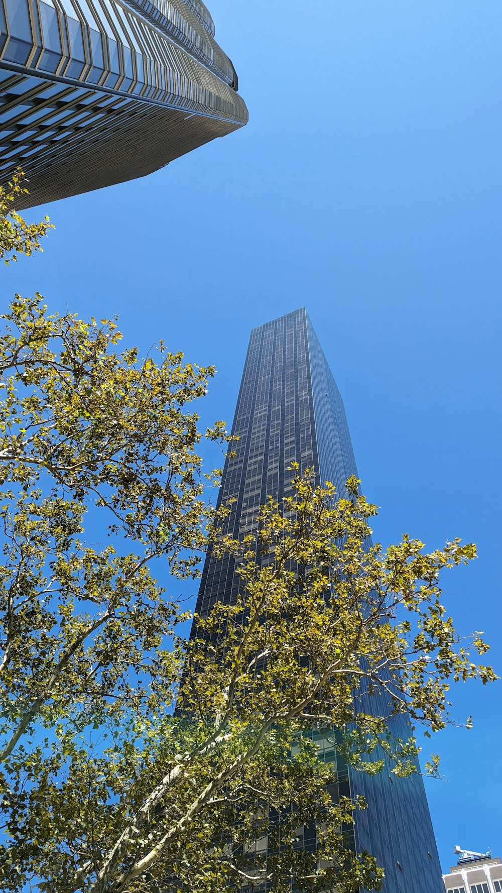 a tall building towering over a city next to a tree