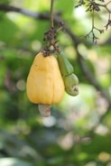 A yellow cashew apple with a green nut hanging from a branch against a backdrop of green leaves. The fruit is attached to the tree by a stem and is accompanied by some dried parts of the plant.
