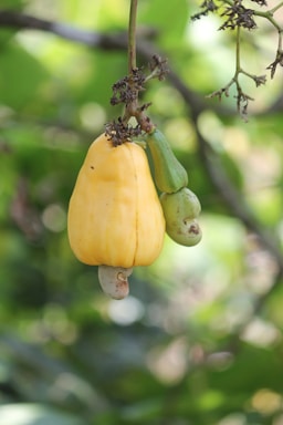 A yellow cashew apple with a green nut hanging from a branch against a backdrop of green leaves. The fruit is attached to the tree by a stem and is accompanied by some dried parts of the plant.