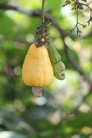 A yellow cashew apple with a green nut hanging from a branch against a backdrop of green leaves. The fruit is attached to the tree by a stem and is accompanied by some dried parts of the plant.