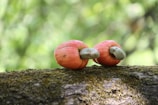 Two cashew apples with their attached cashew nuts rest on a moss-covered branch. The apples are vibrant red with greenish nuts, set against a blurred, green forest background.