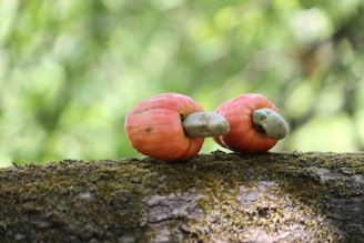 Two cashew apples with their attached cashew nuts rest on a moss-covered branch. The apples are vibrant red with greenish nuts, set against a blurred, green forest background.