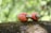Two cashew apples with their attached cashew nuts rest on a moss-covered branch. The apples are vibrant red with greenish nuts, set against a blurred, green forest background.