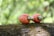 Two cashew apples with their attached cashew nuts rest on a moss-covered branch. The apples are vibrant red with greenish nuts, set against a blurred, green forest background.