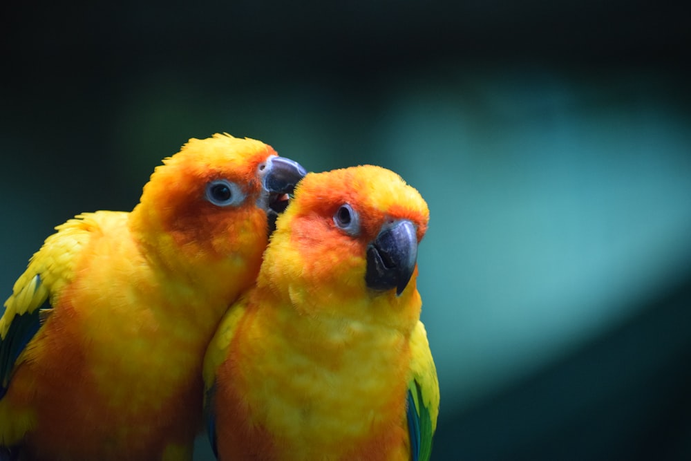 two yellow and orange birds standing next to each other