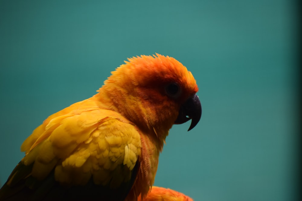 a close up of a yellow and orange bird