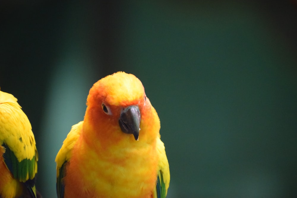 two yellow and green birds sitting next to each other