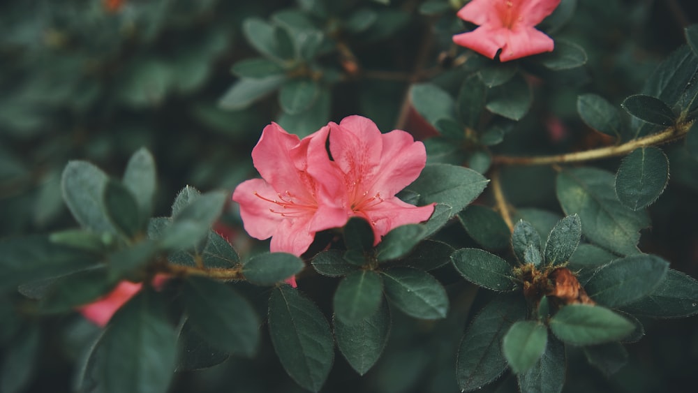 a close up of a pink flower on a bush