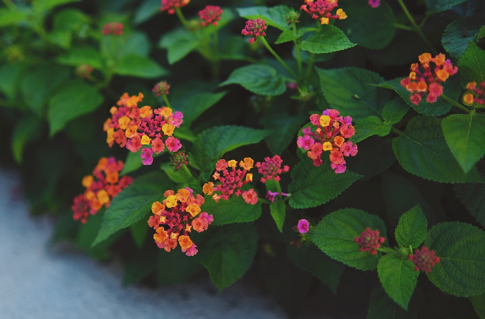 a close up of a bunch of flowers on a plant