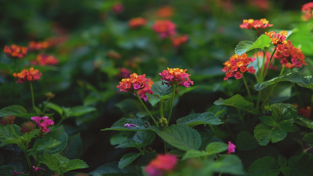 a bunch of flowers that are in the grass