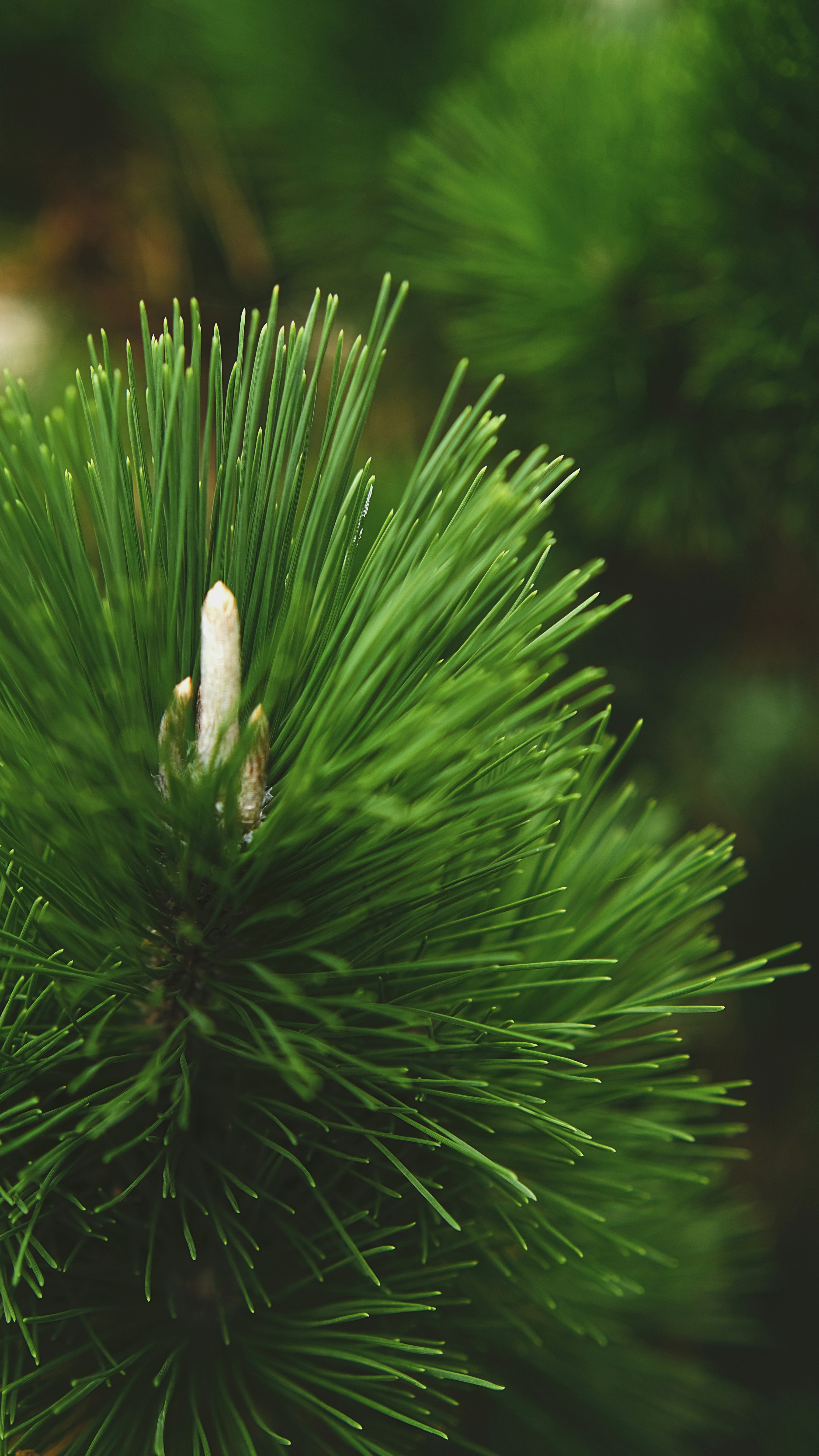 a close up of a pine tree branch