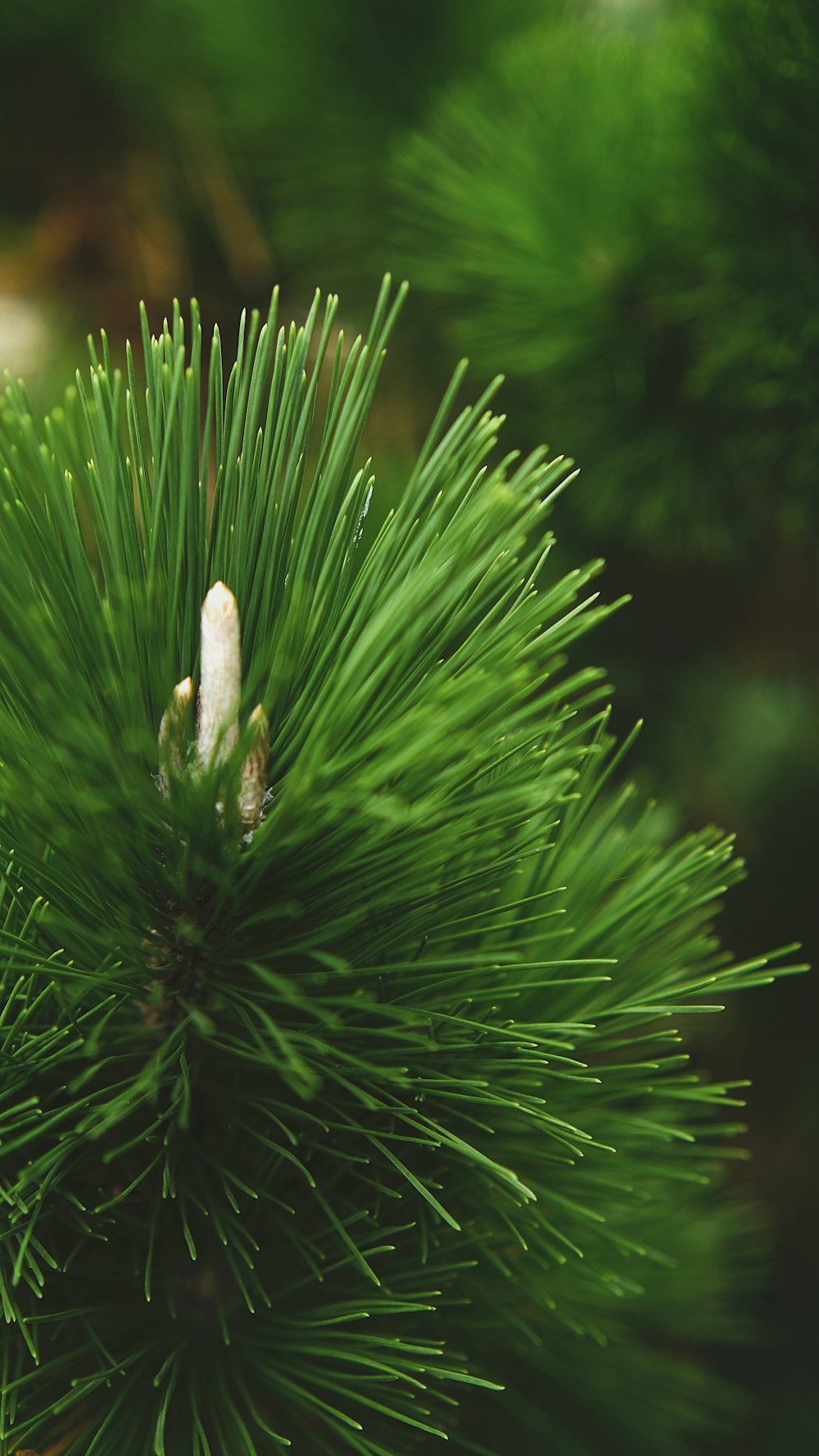 a close up of a pine tree branch