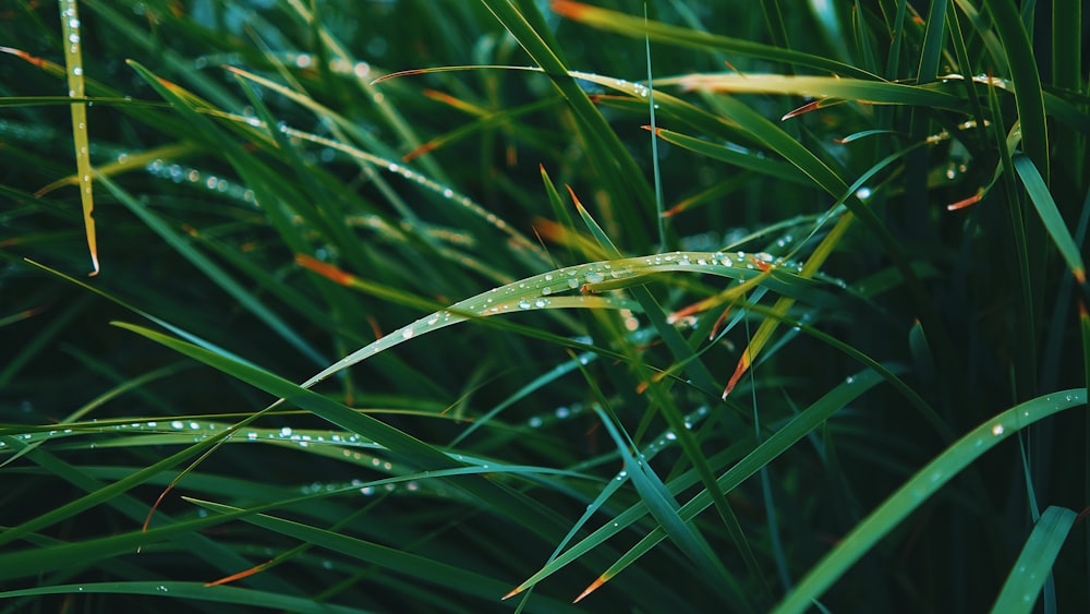 a close up of some grass with water droplets on it