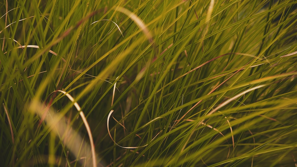 a close up of some grass with a blurry background