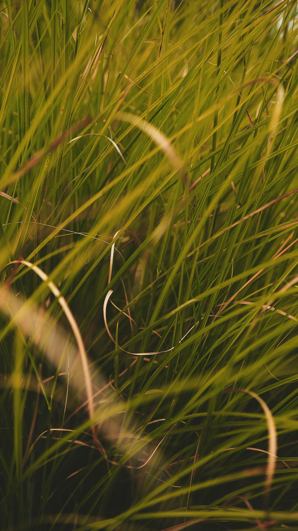 a close up of some grass with a sky in the background