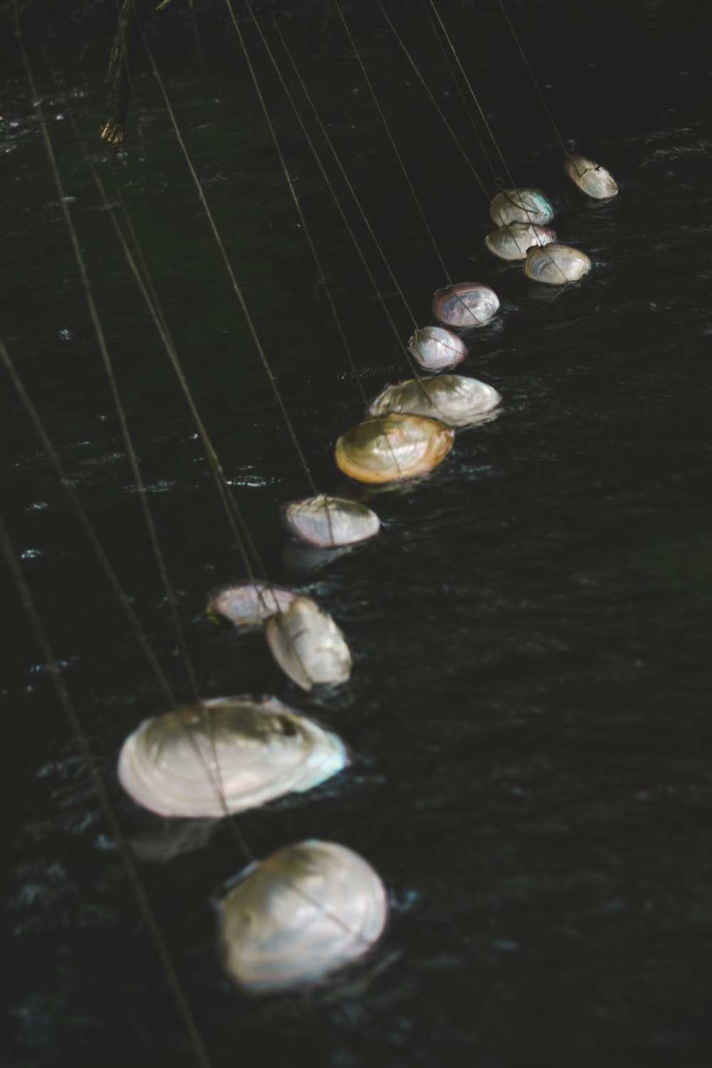 a line of rocks sitting on top of a body of water