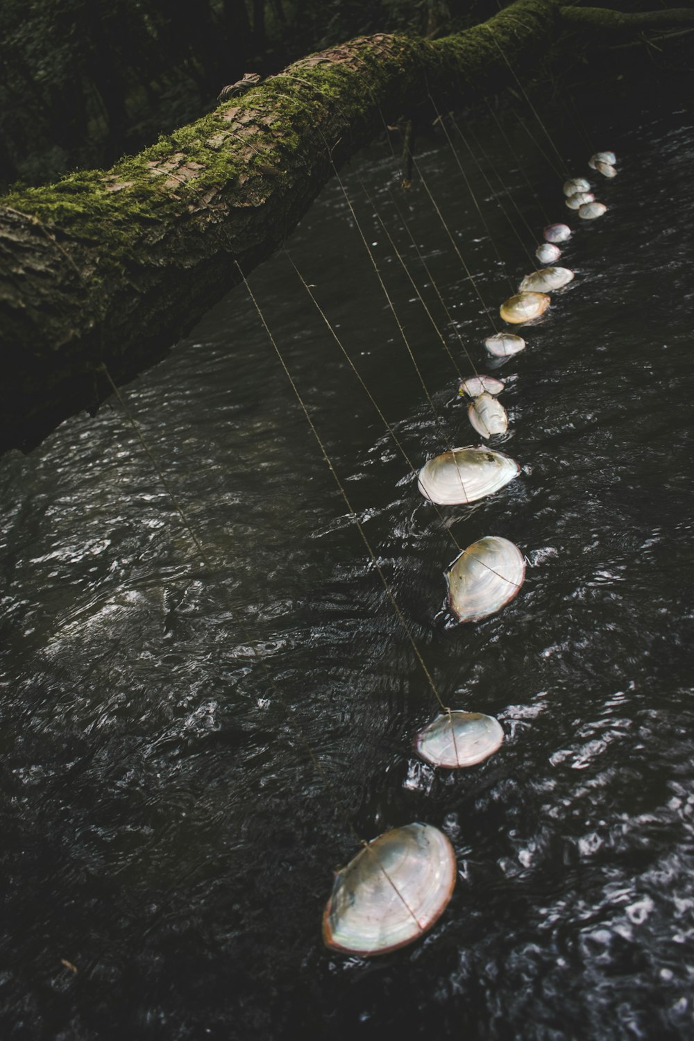 Una lunga fila di conchiglie che galleggiano sulla cima di un fiume
