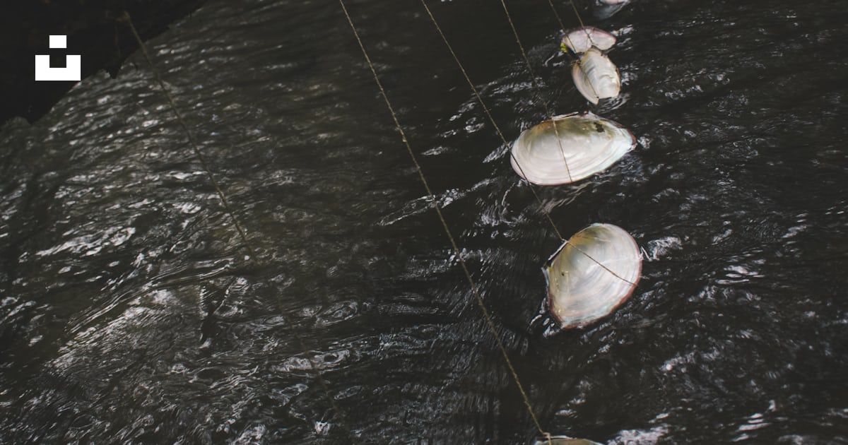 A long line of shells floating on top of a river photo – Free Land ...