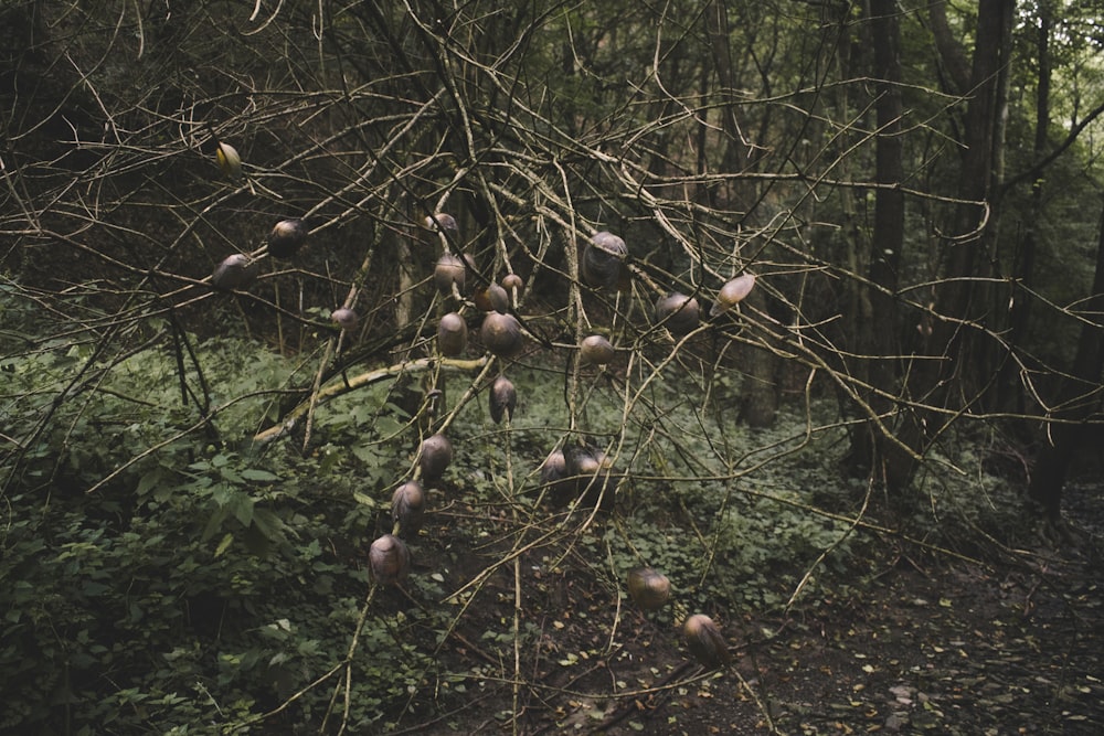 a group of birds sitting on top of a tree branch